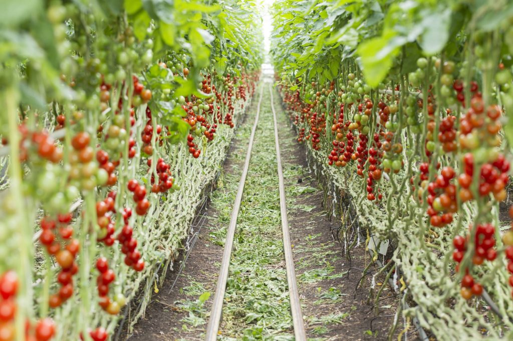 filati per l’agricoltura